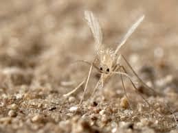 مكافحة ذبابة الرمل